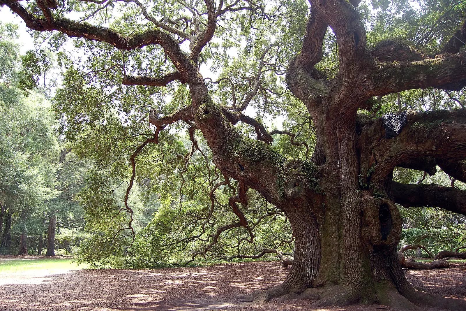 The Angel Oak tree on Johns Island, SC